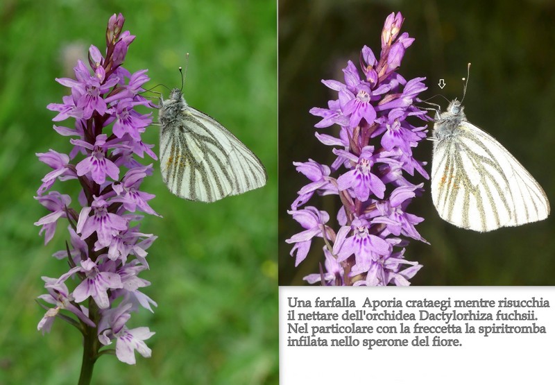 La Nigritella widderi nelle Dolomiti di Brenta.